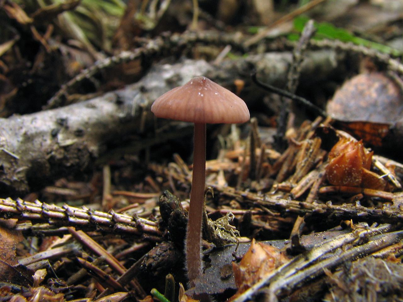Mycena sanguinolenta
