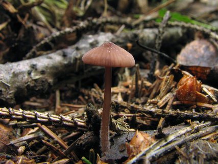 Mycena sanguinolenta