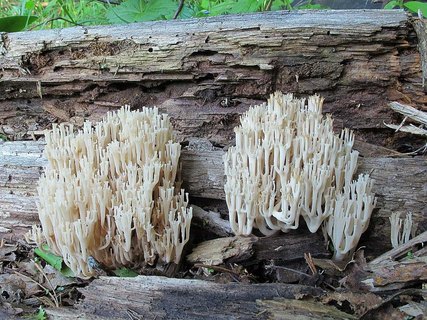 Artomyces pyxidatus