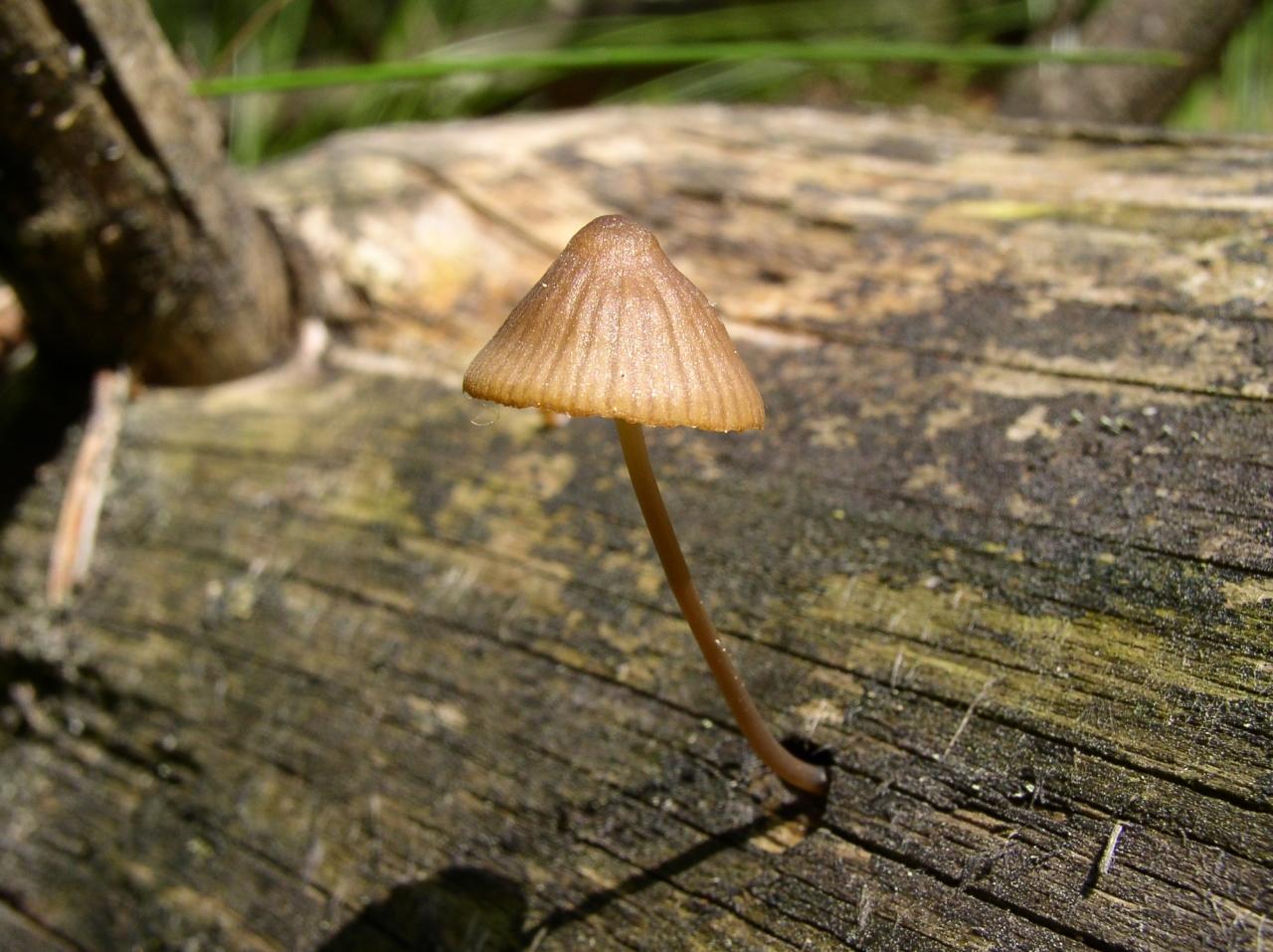 Mycena stipata
