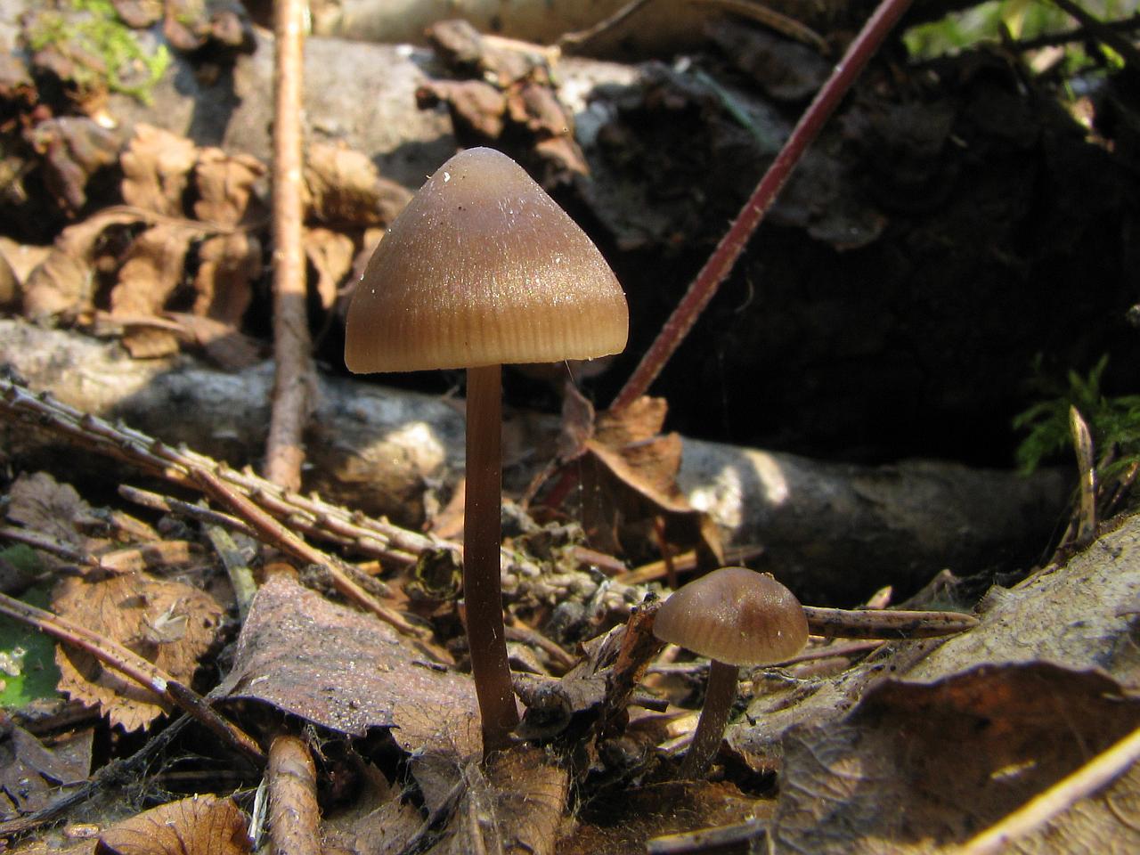 Mycena strobilicola