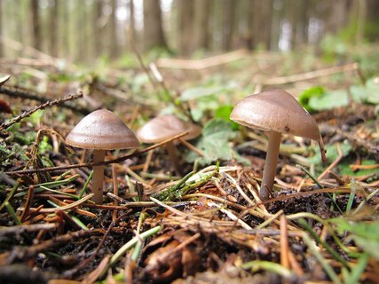 Mycena strobilicola
