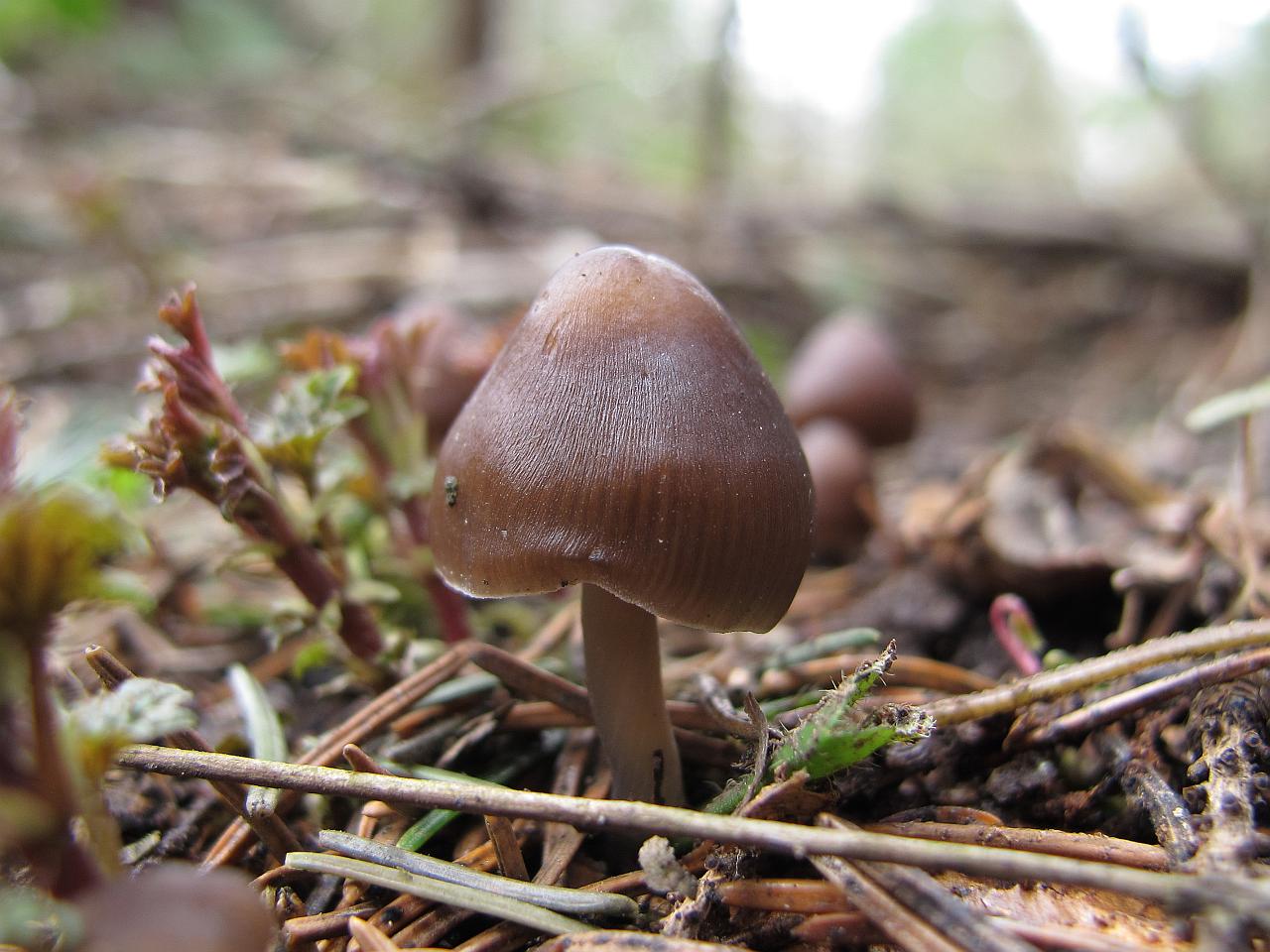 Mycena strobilicola