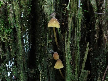 Mycena viridimarginata