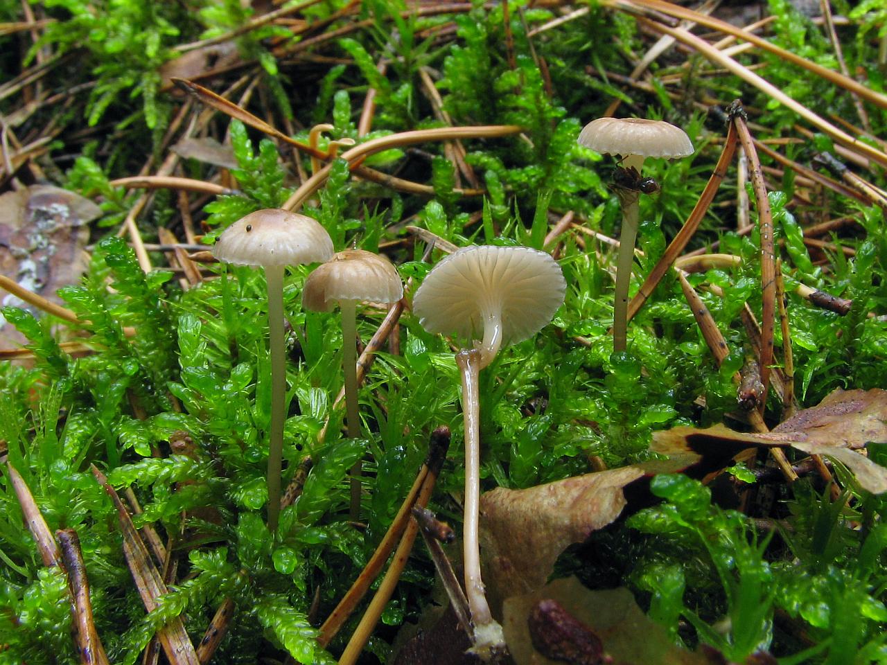Mycena vulgaris