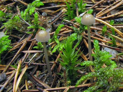 Mycena vulgaris