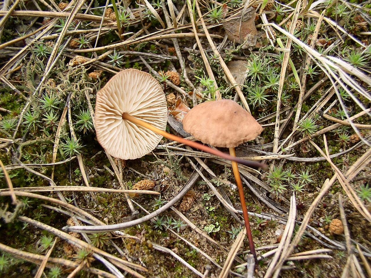 Mycetinis