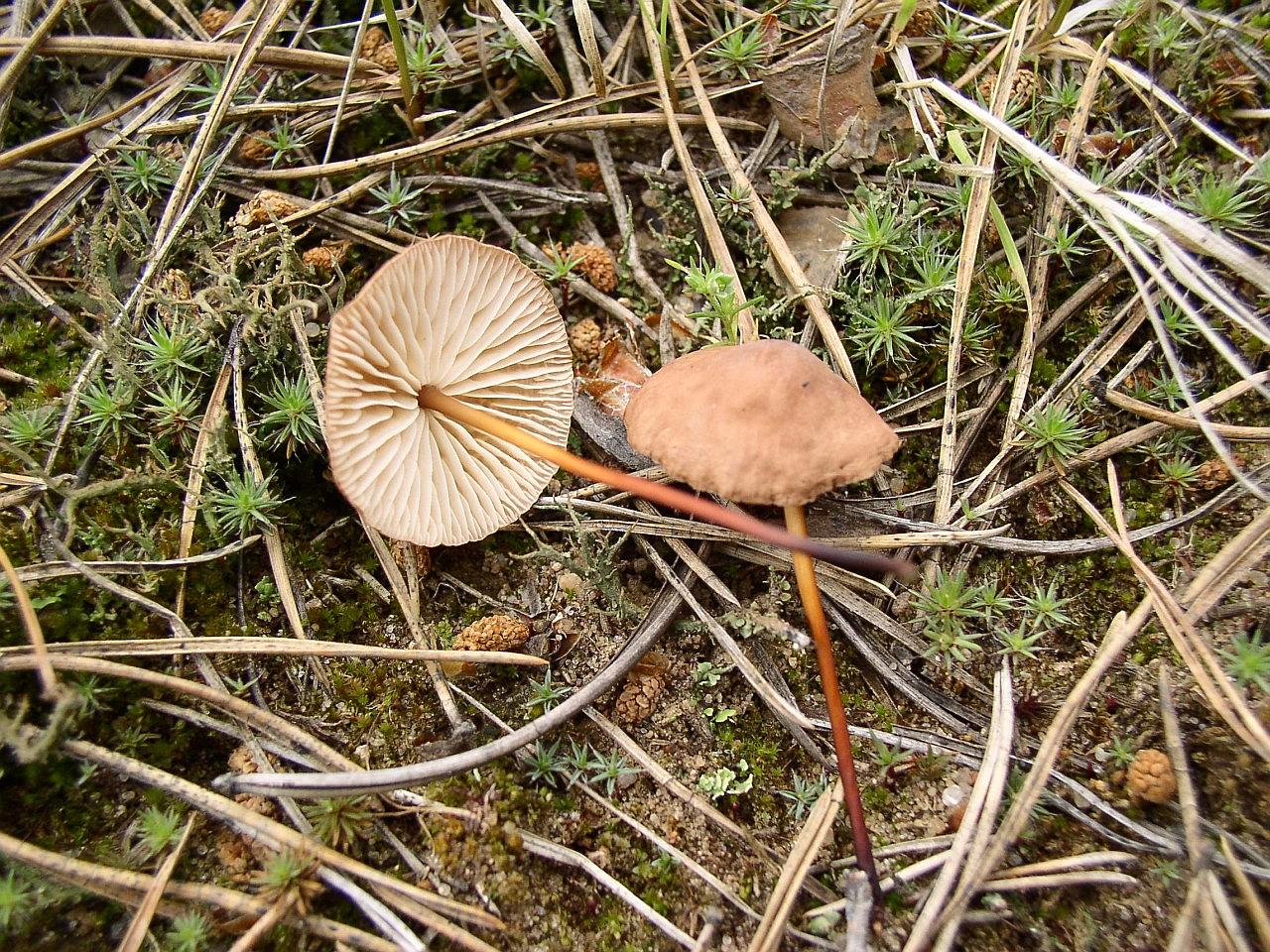 Mycetinis scorodonius