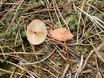 Mycetinis scorodonius