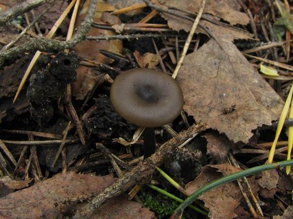 Myxomphalia maura