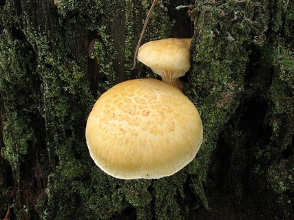 Neolentinus lepideus