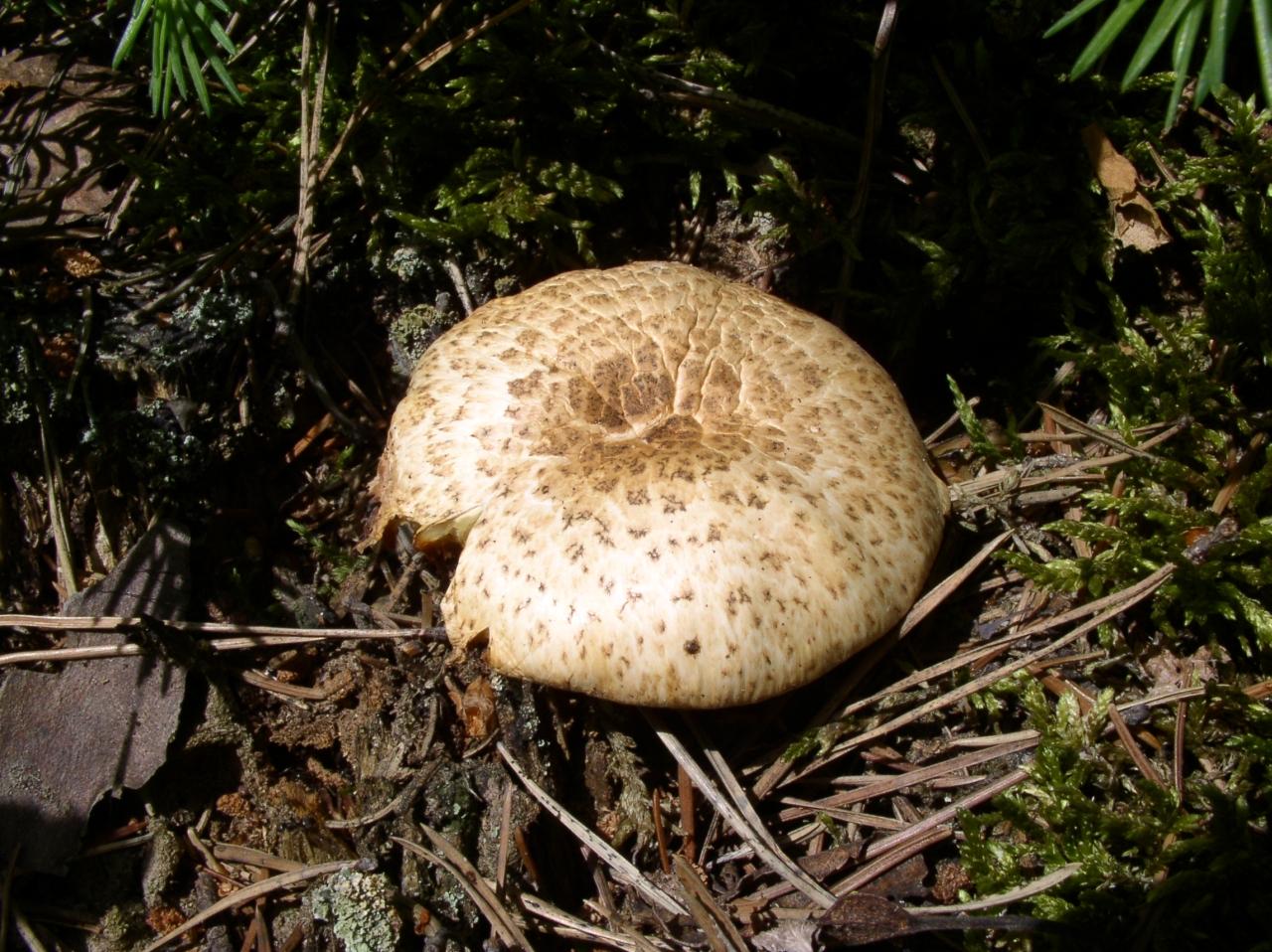 Neolentinus lepideus