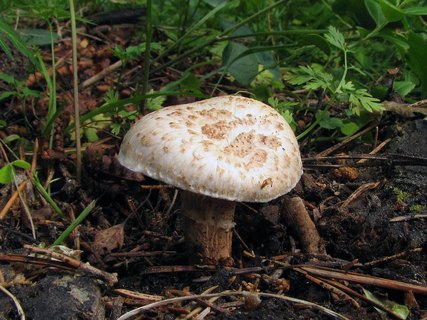 Neolentinus lepideus