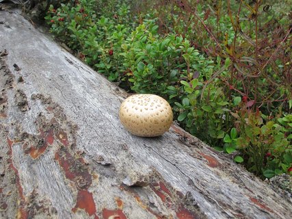 Neolentinus lepideus