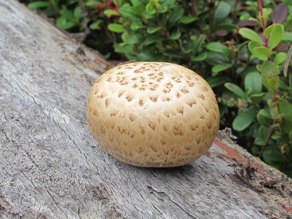 Neolentinus lepideus