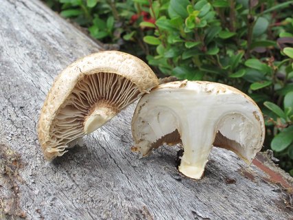 Neolentinus lepideus