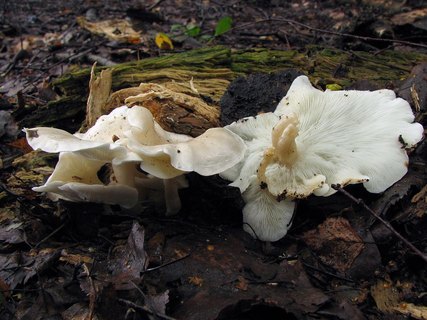 Ossicaulis lignatilis