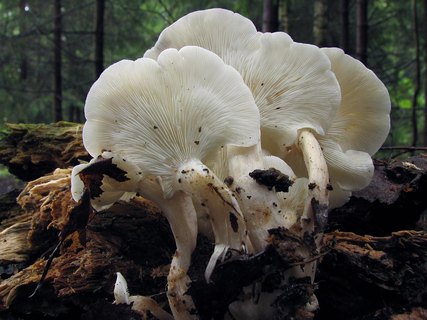Ossicaulis lignatilis