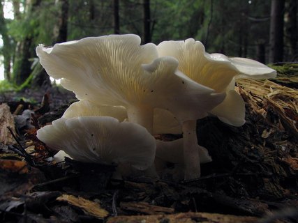 Ossicaulis lignatilis