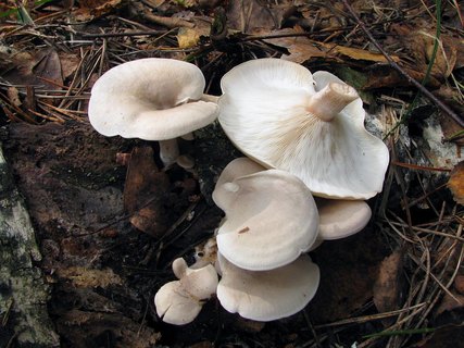 Ossicaulis lignatilis