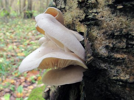 Ossicaulis lignatilis