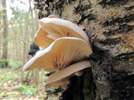 Ossicaulis lignatilis