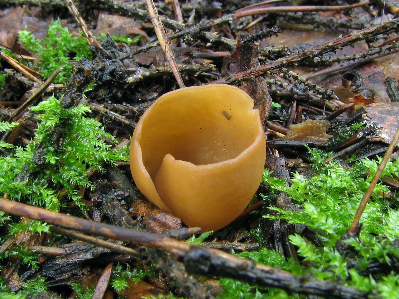 Otidea