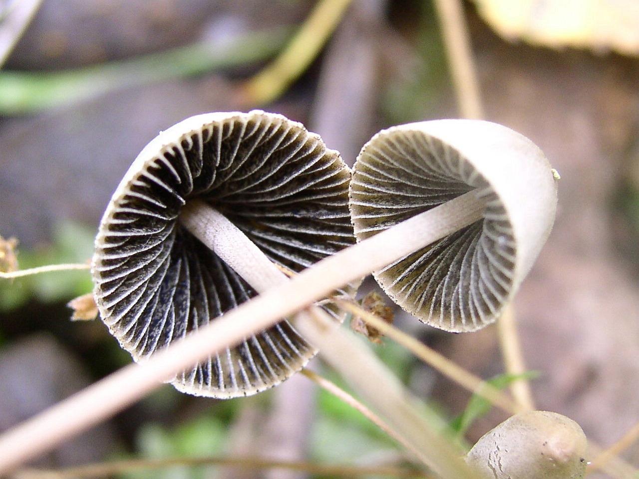 Panaeolus papilionaceus