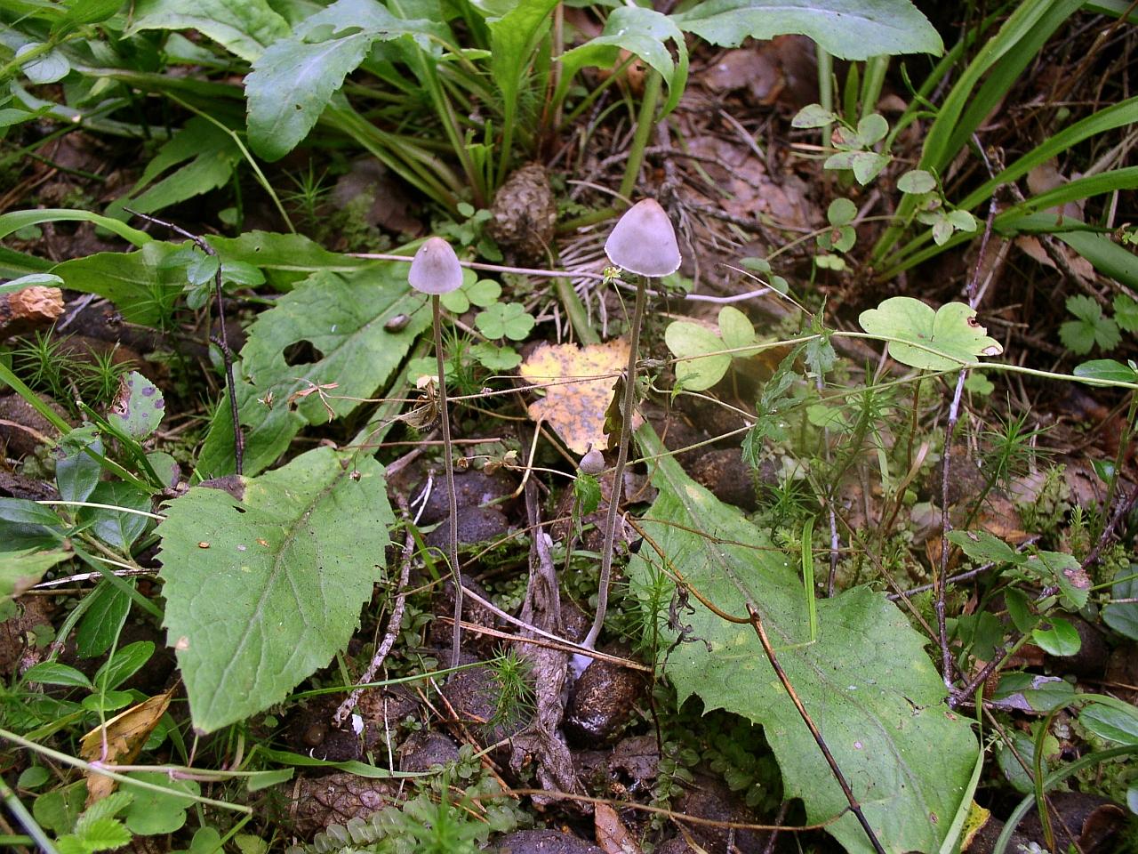 Panaeolus papilionaceus