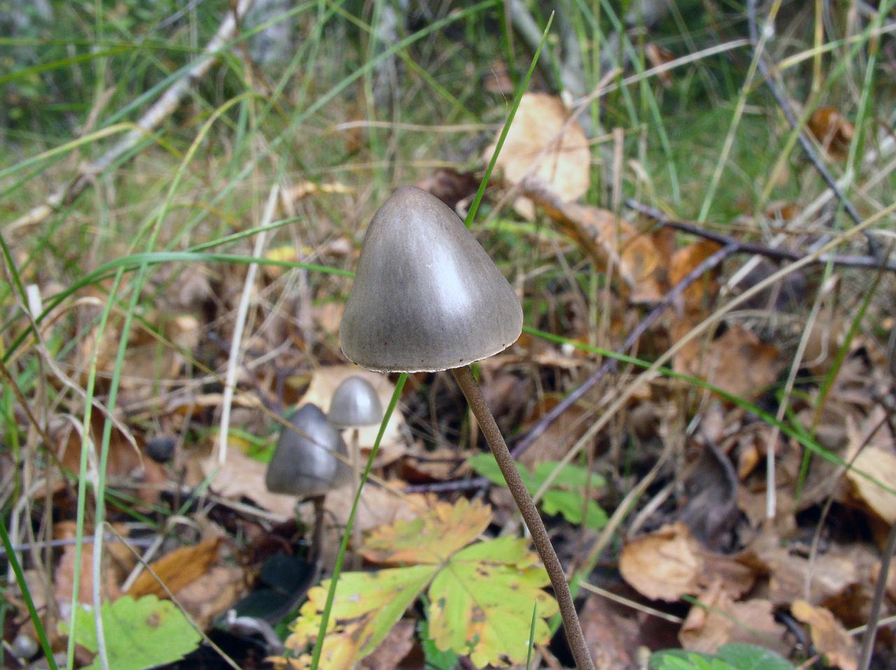 Panaeolus papilionaceus