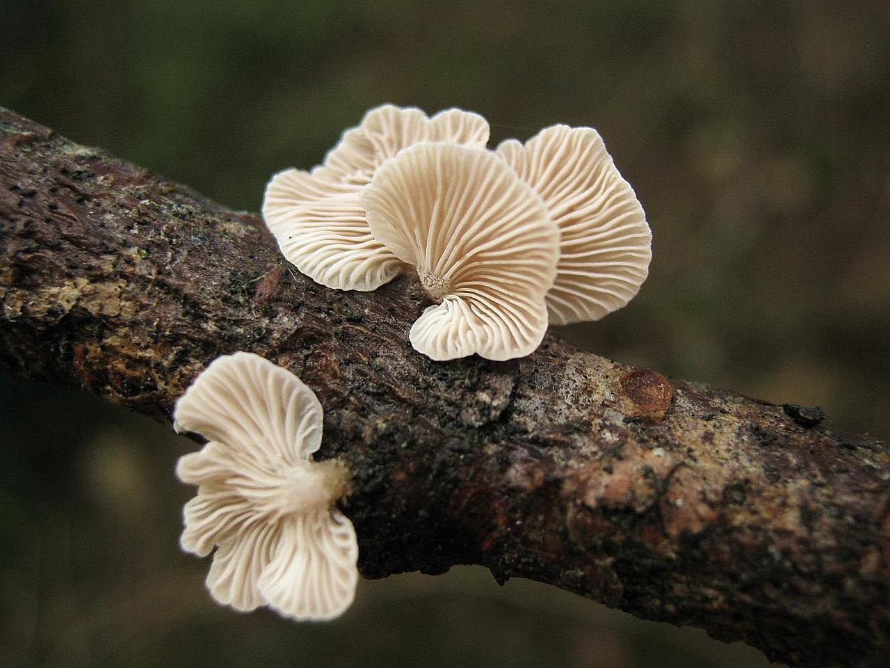 Panellus