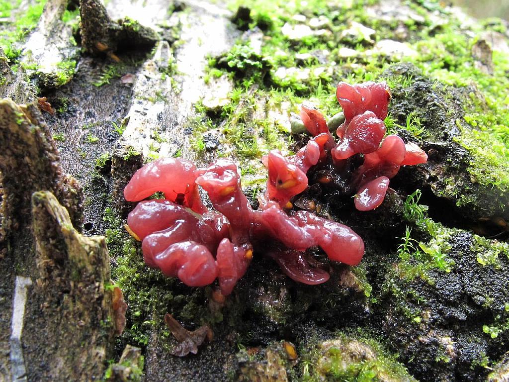 Ascocoryne sarcoides