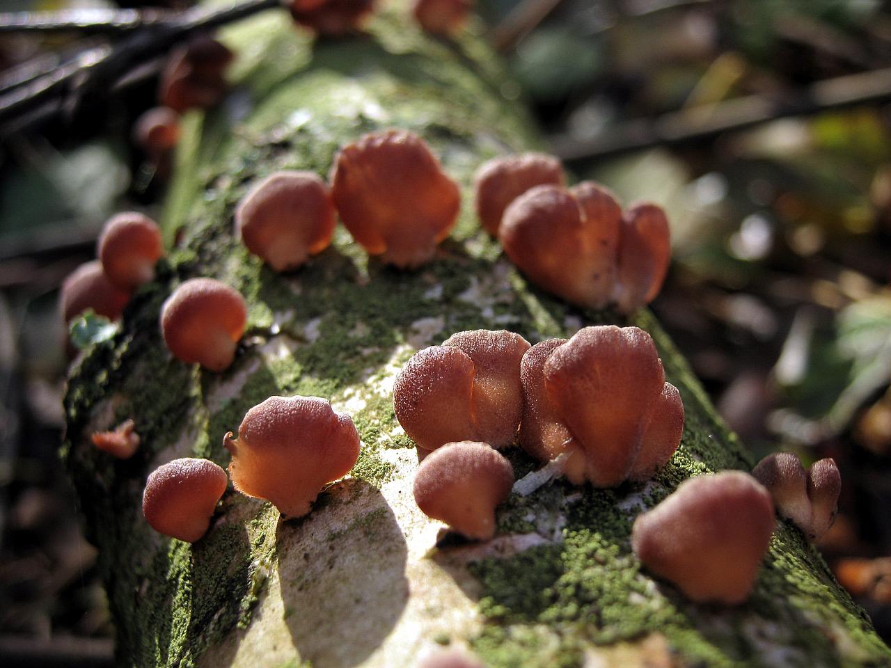 Panellus ringens
