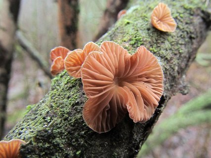Panellus ringens