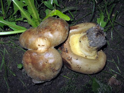 Paxillus involutus