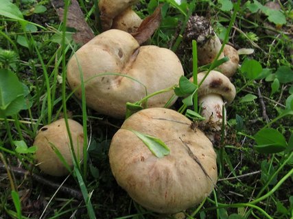Paxillus involutus
