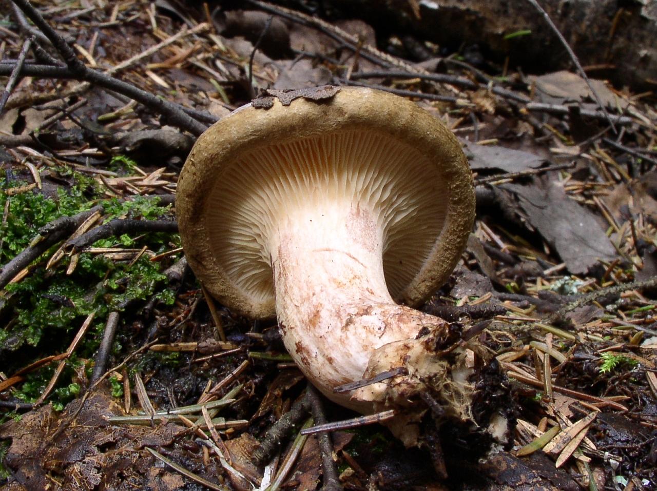 Paxillus involutus