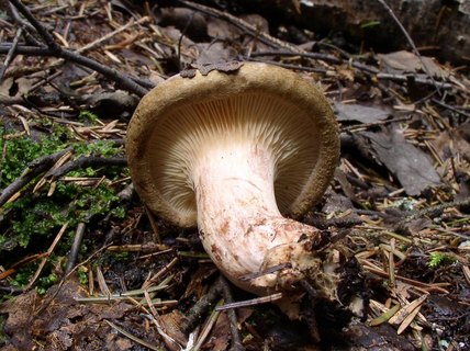 Paxillus involutus