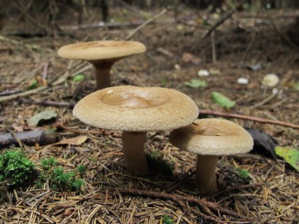 Paxillus involutus