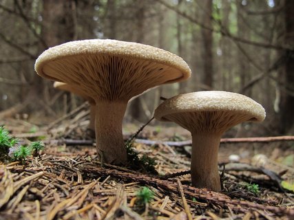 Paxillus involutus