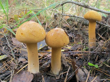 Phaeolepiota aurea