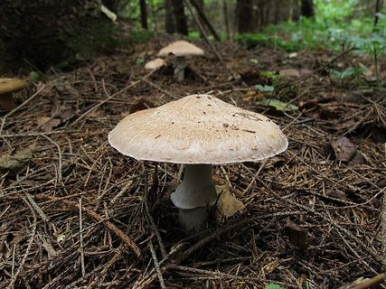 Agaricus sylvaticus