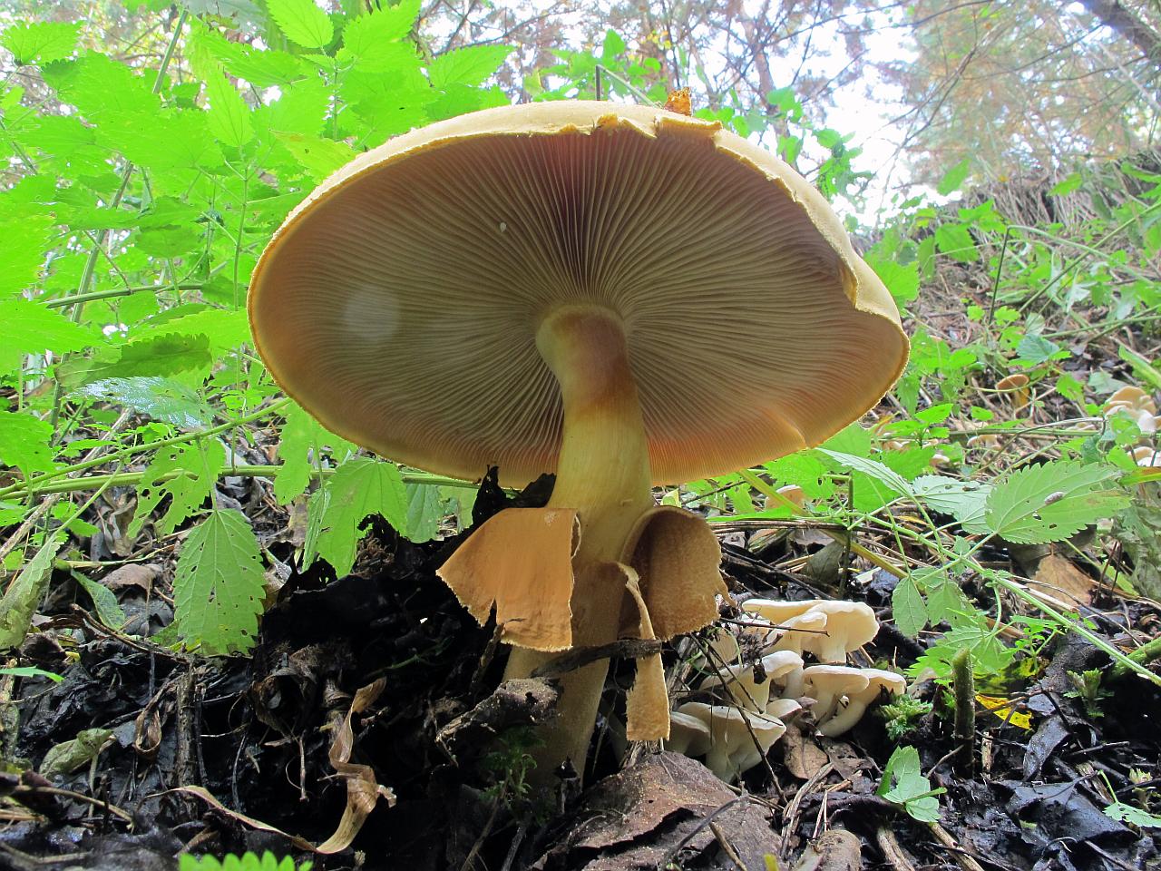 Phaeolepiota aurea