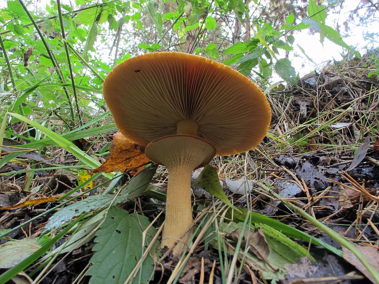Phaeolepiota aurea