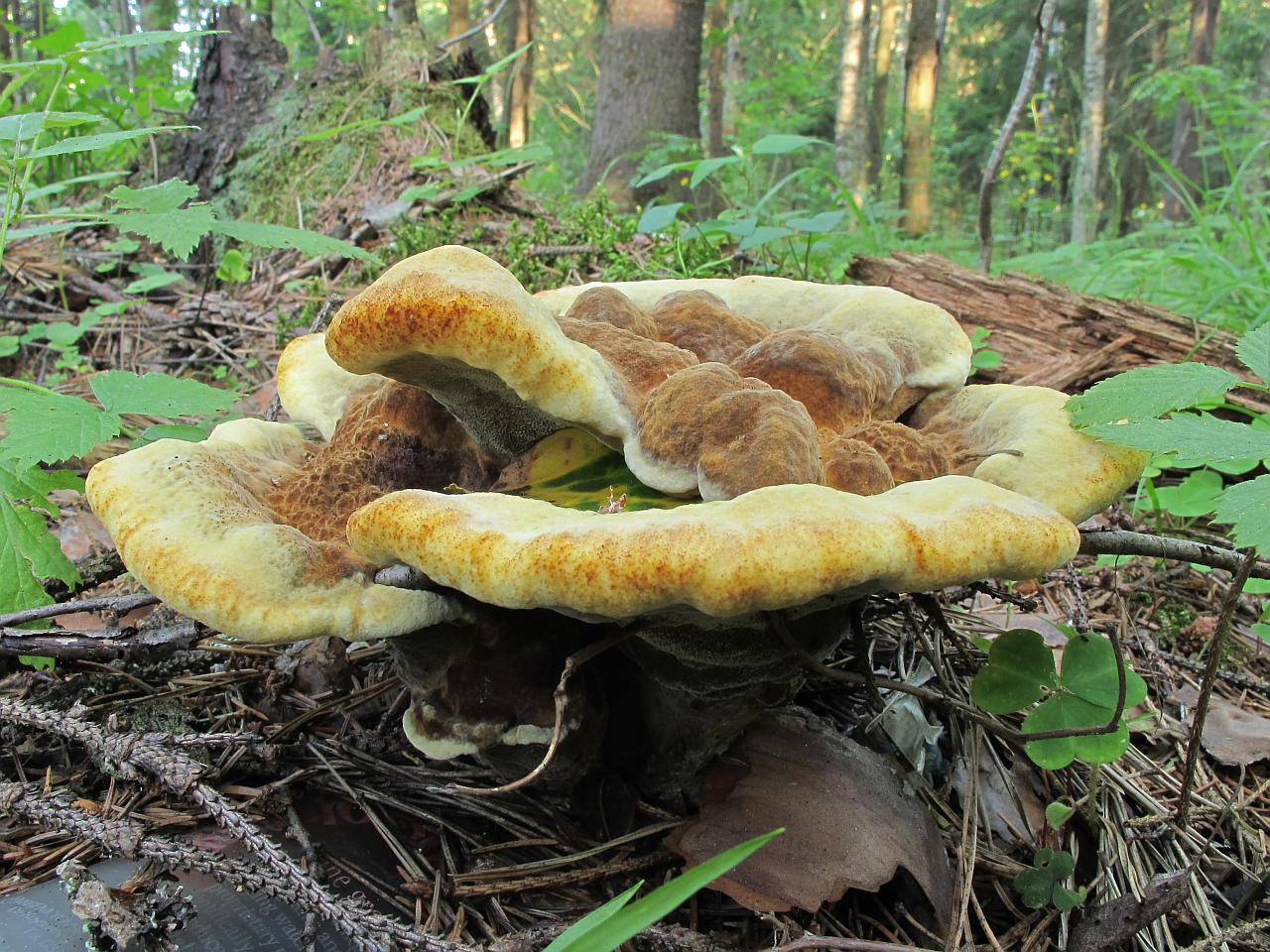 Phaeolus schweinitzii