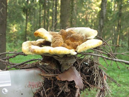 Phaeolus schweinitzii