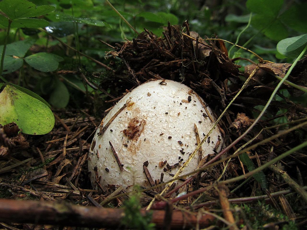 Phallus impudicus