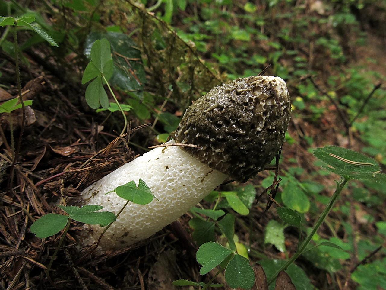 Phallus impudicus