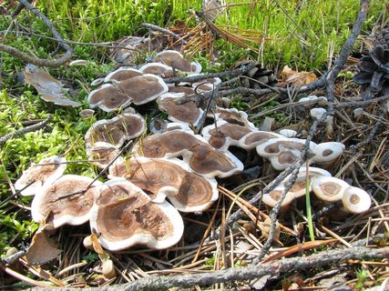 Phellodon tomentosus