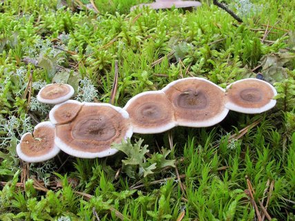 Phellodon tomentosus